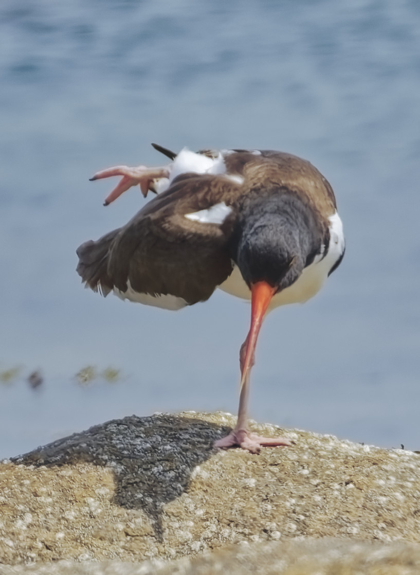 View the Avian Yoga Gallery American Oystercatcher doing yoga on the beach