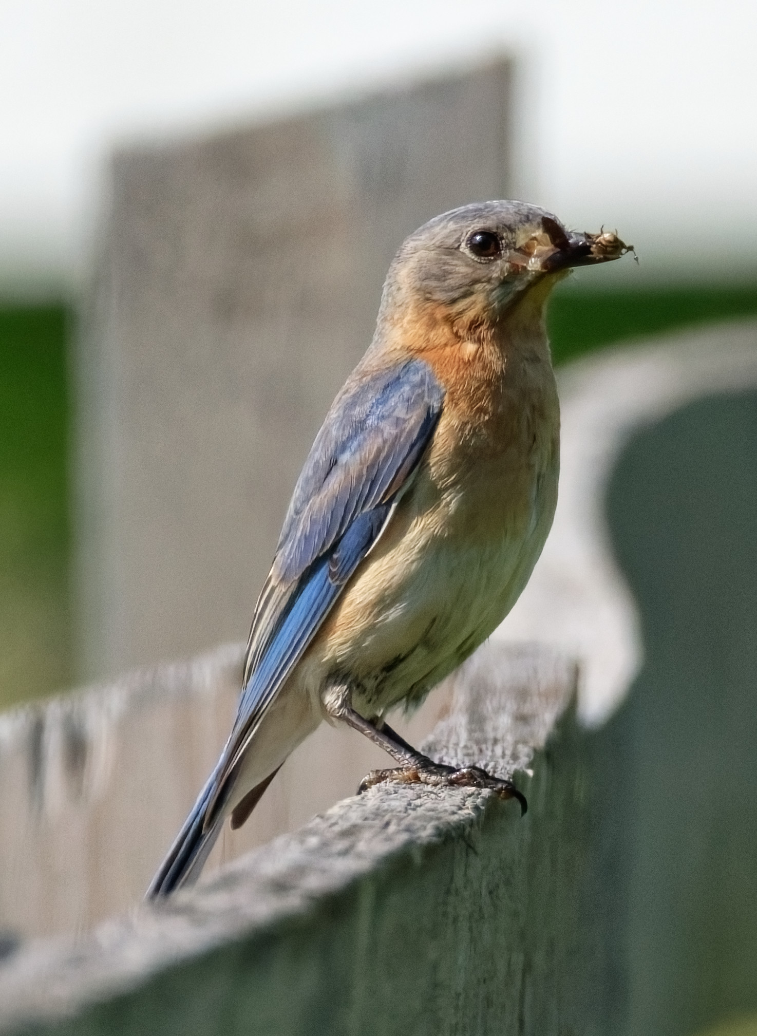 View the WAG2026 Gallery Birds of the open fields