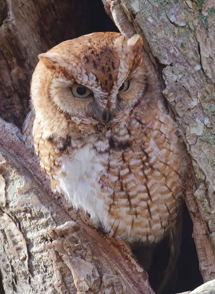 Eastern Screech-owl at rest in a tree hollow