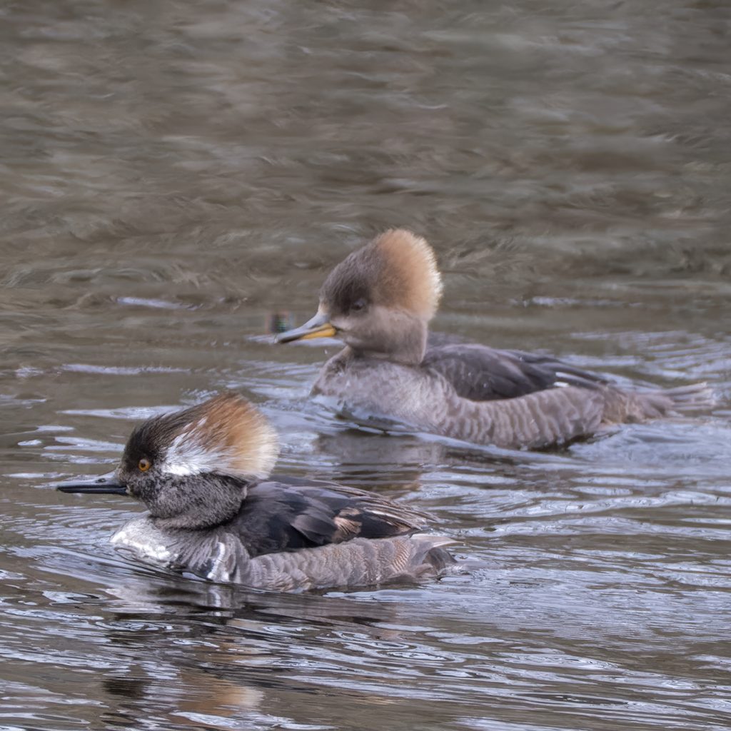 About 20210218 DSF1947 Hooded Merganser Edited 1024x1024