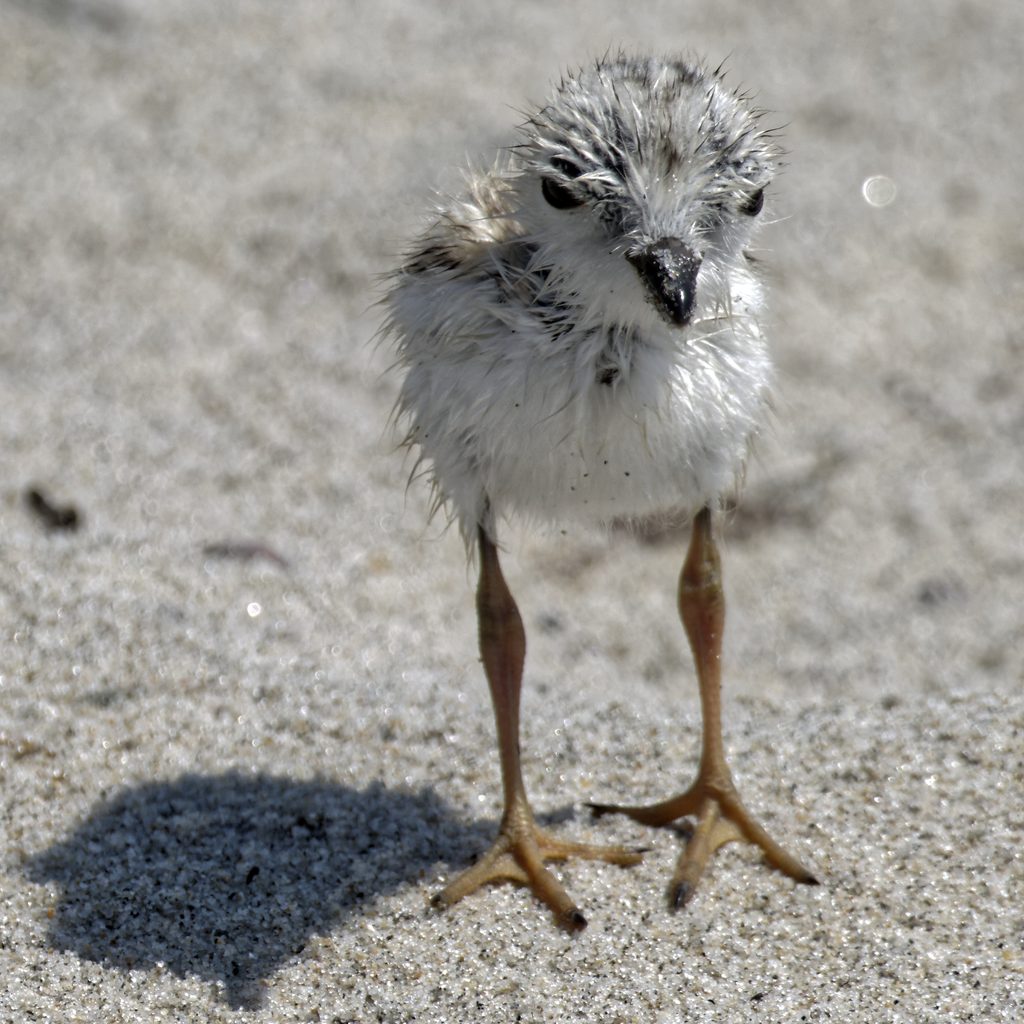 About Plover Chick