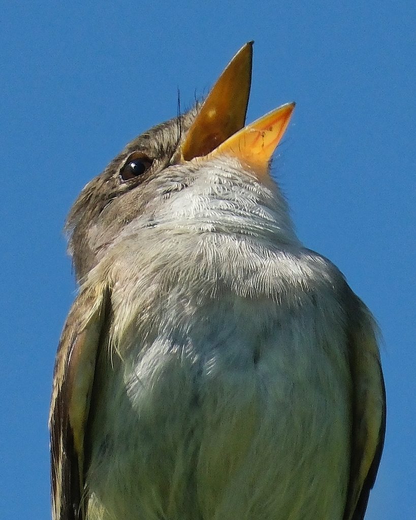 About Willow Flycatcher