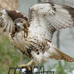 red tailed hawk
