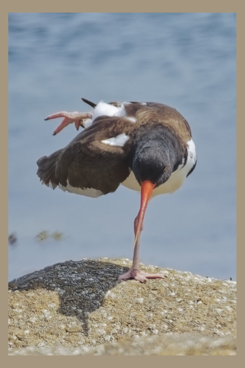 American Oystercatcher doing yoga on the beach
