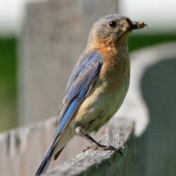 Bluebird