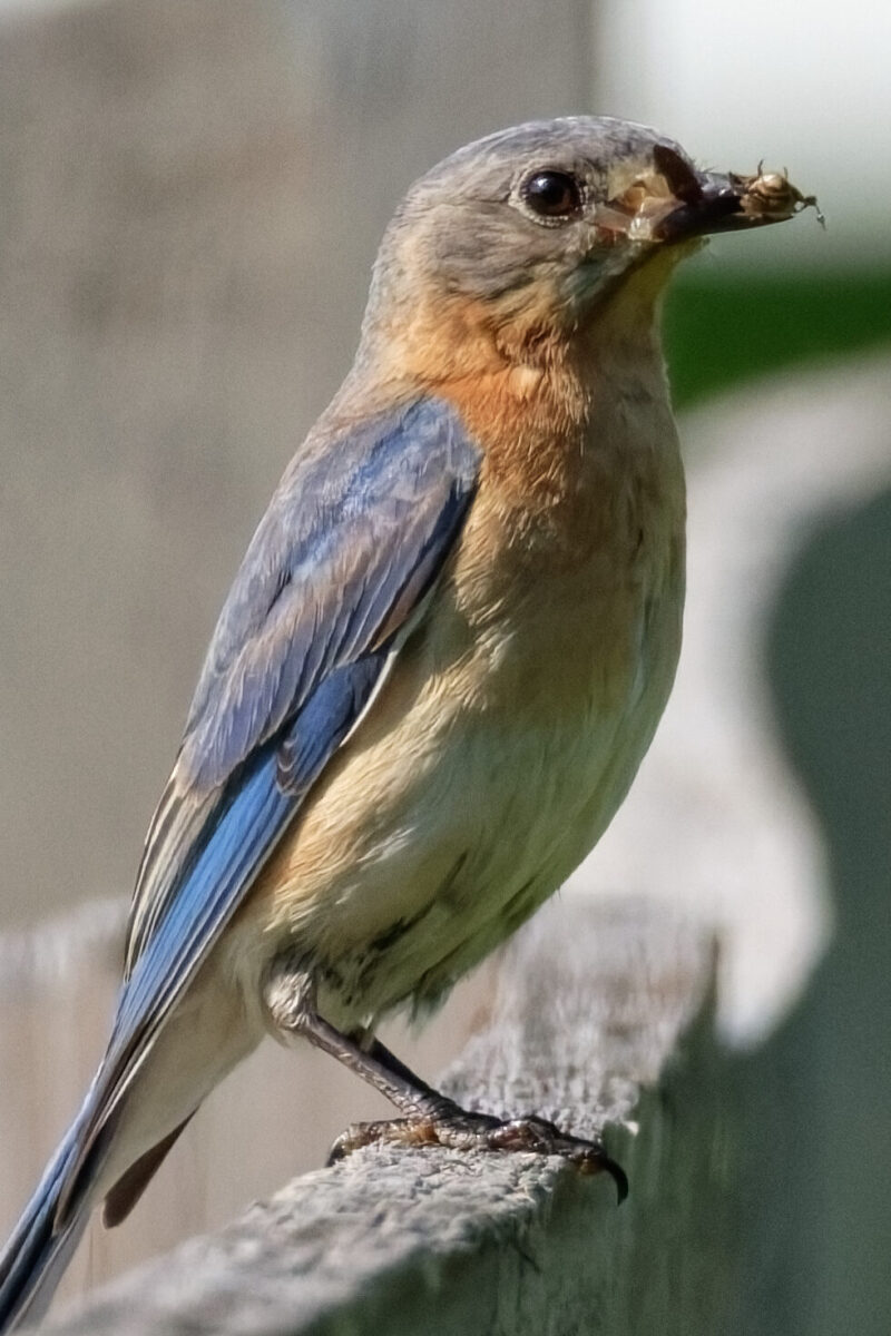 Bluebird