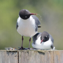 laughing gull buddies
