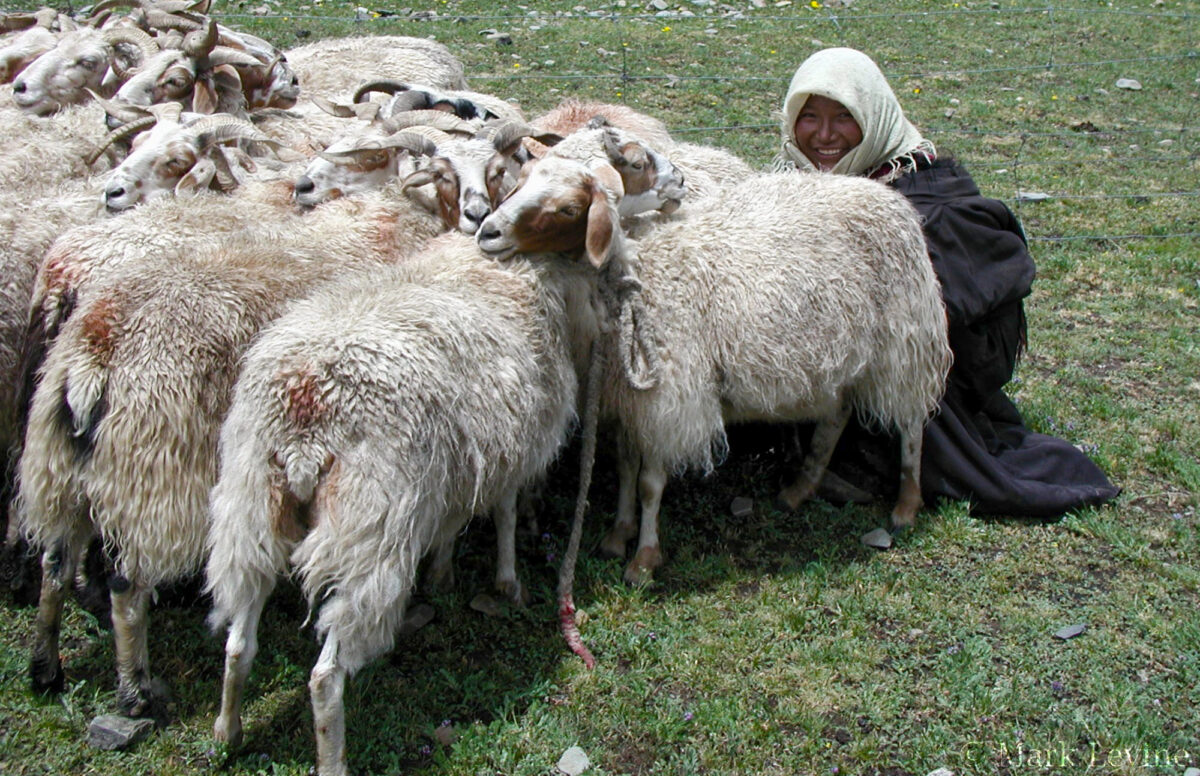 Goatherder #1