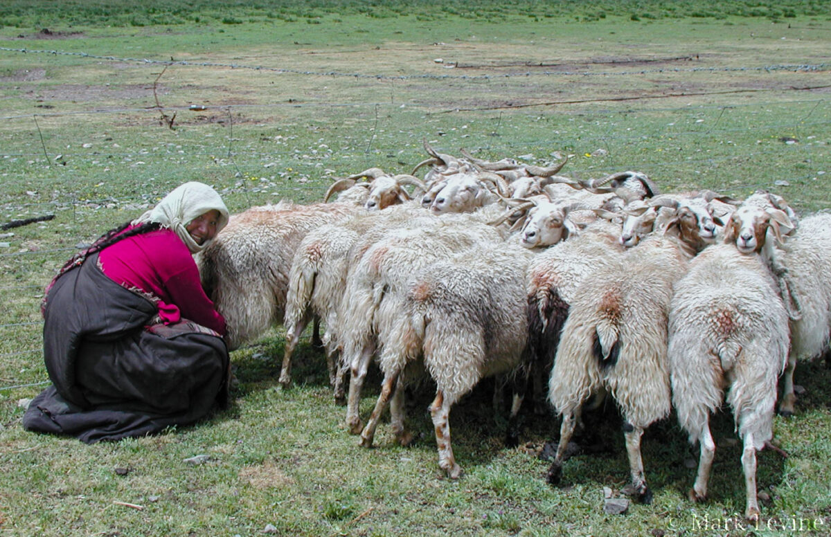 Goatherder #2