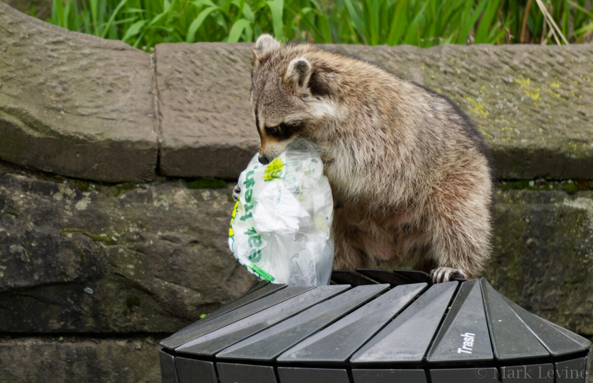 Eat Fresh