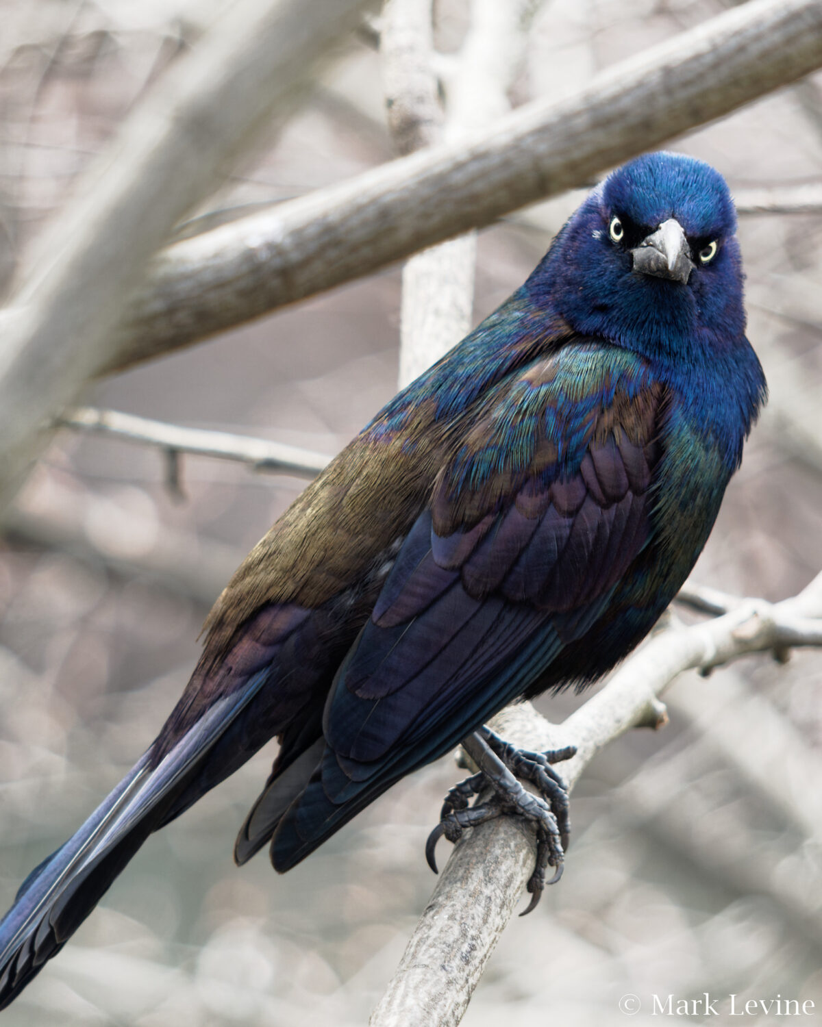 Common Grackle