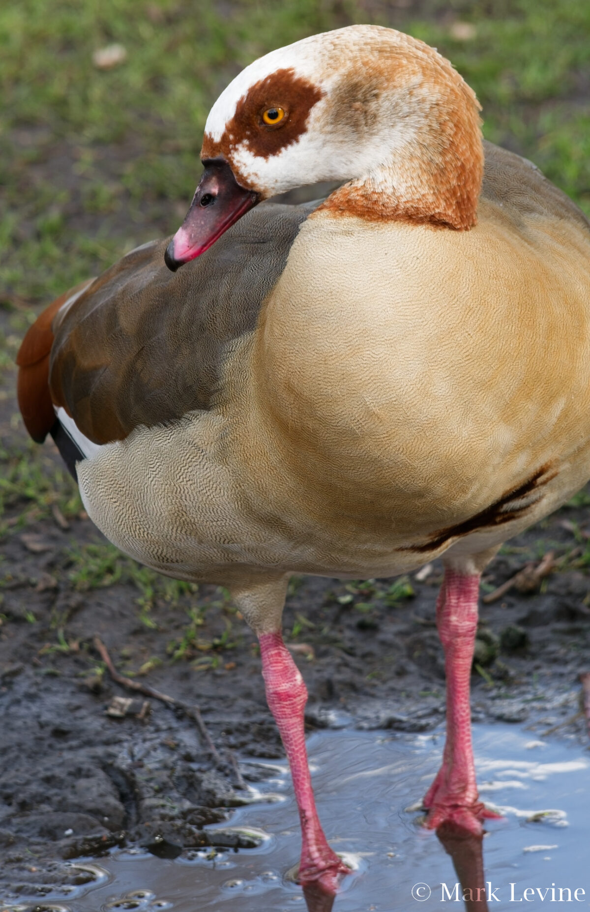 Egyptian Goose
