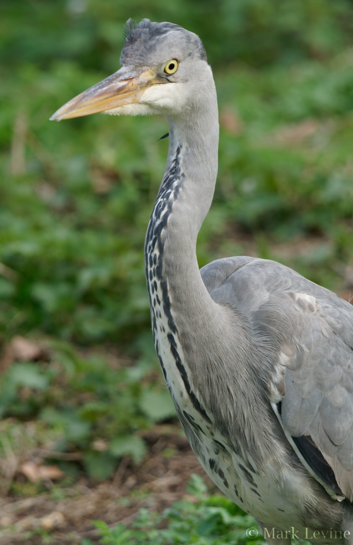 Grey Heron