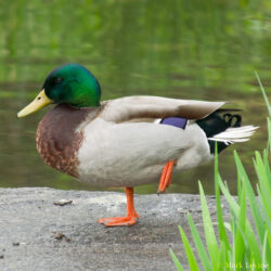Mallard Doing Yoga