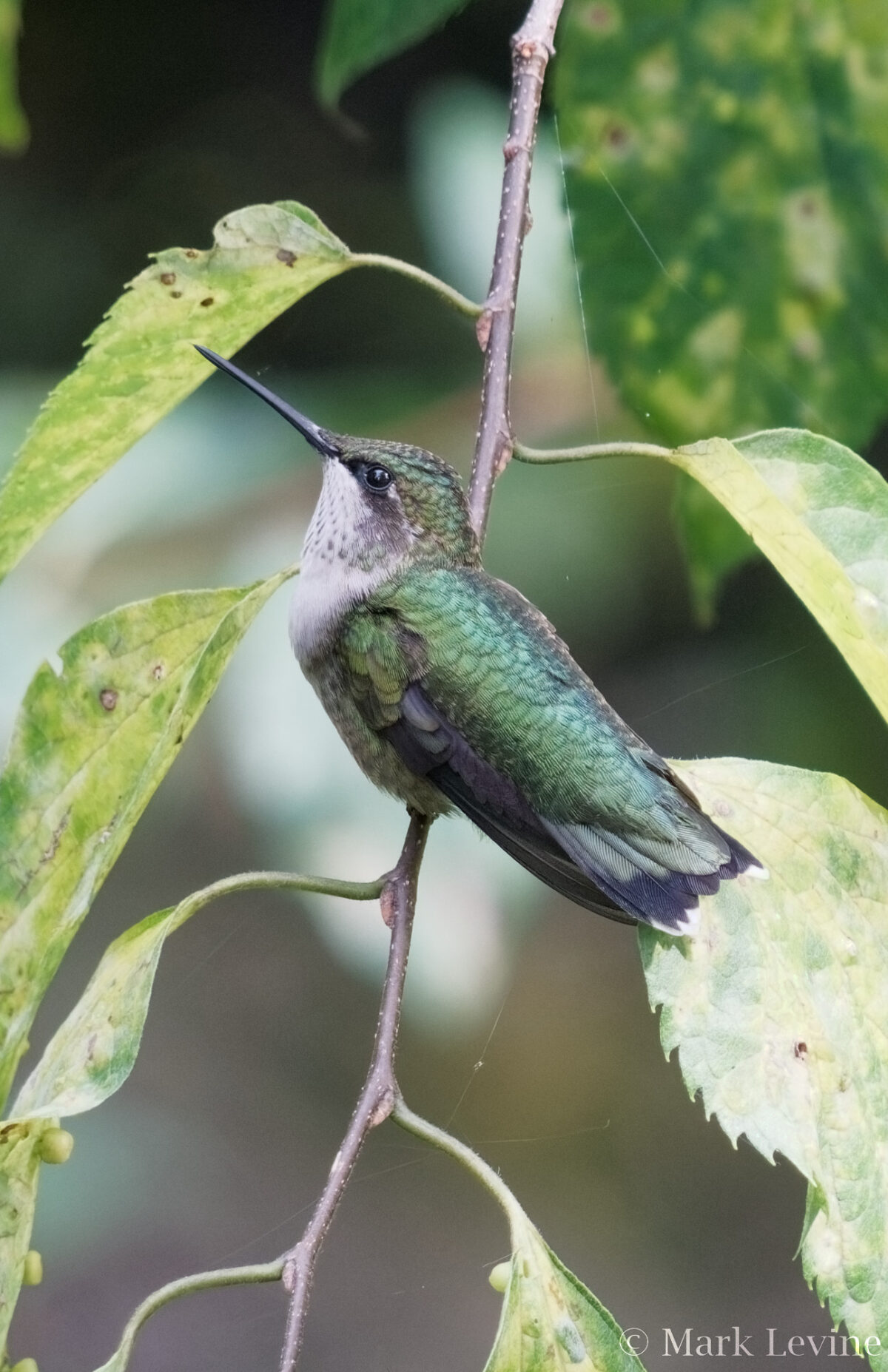Ruby-throated Hummingbird