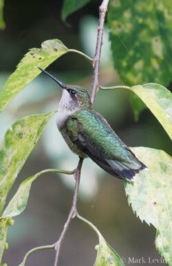 Ruby-throated Hummingbird