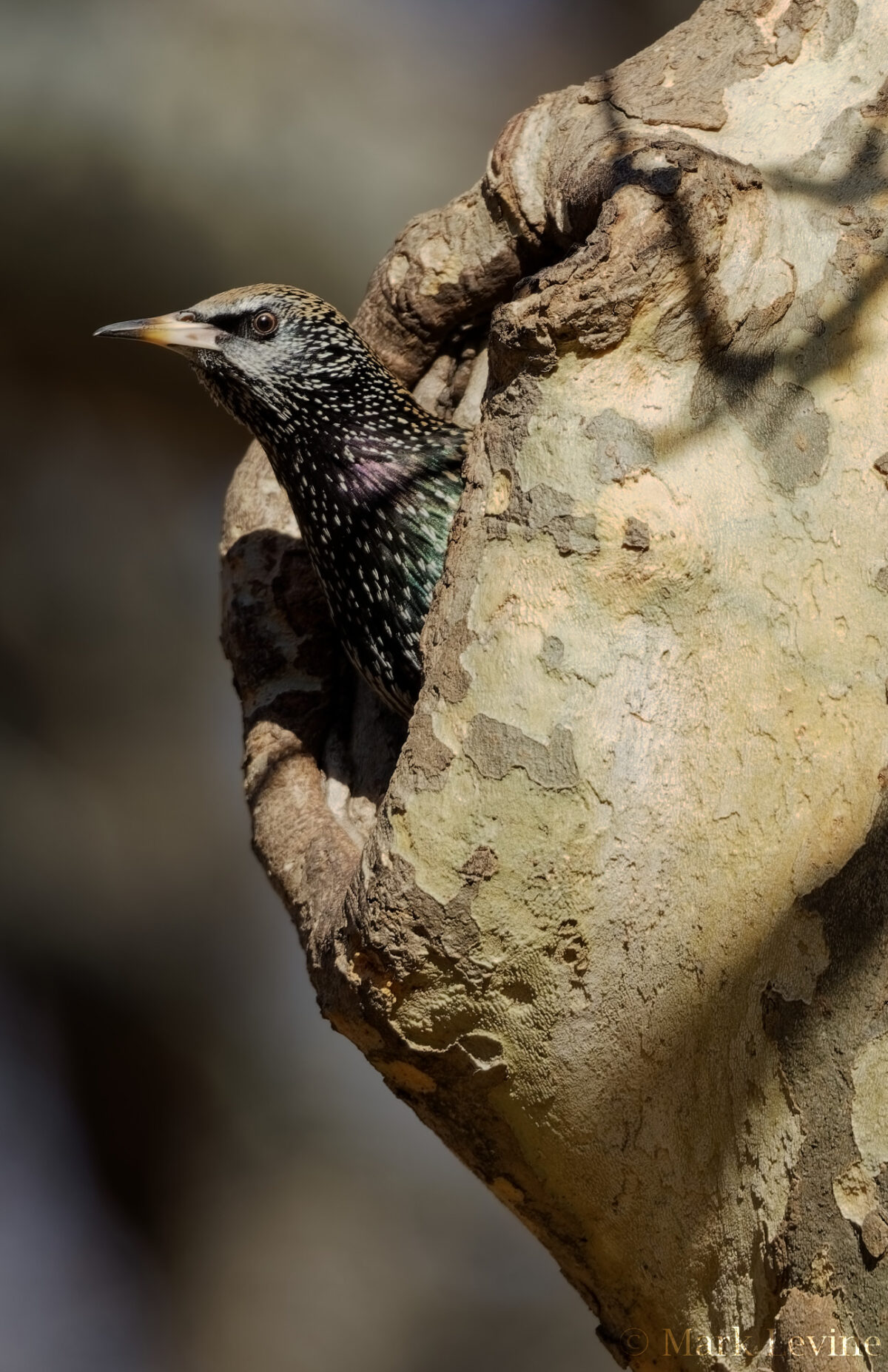 European Starling