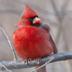 Northern Cardinal