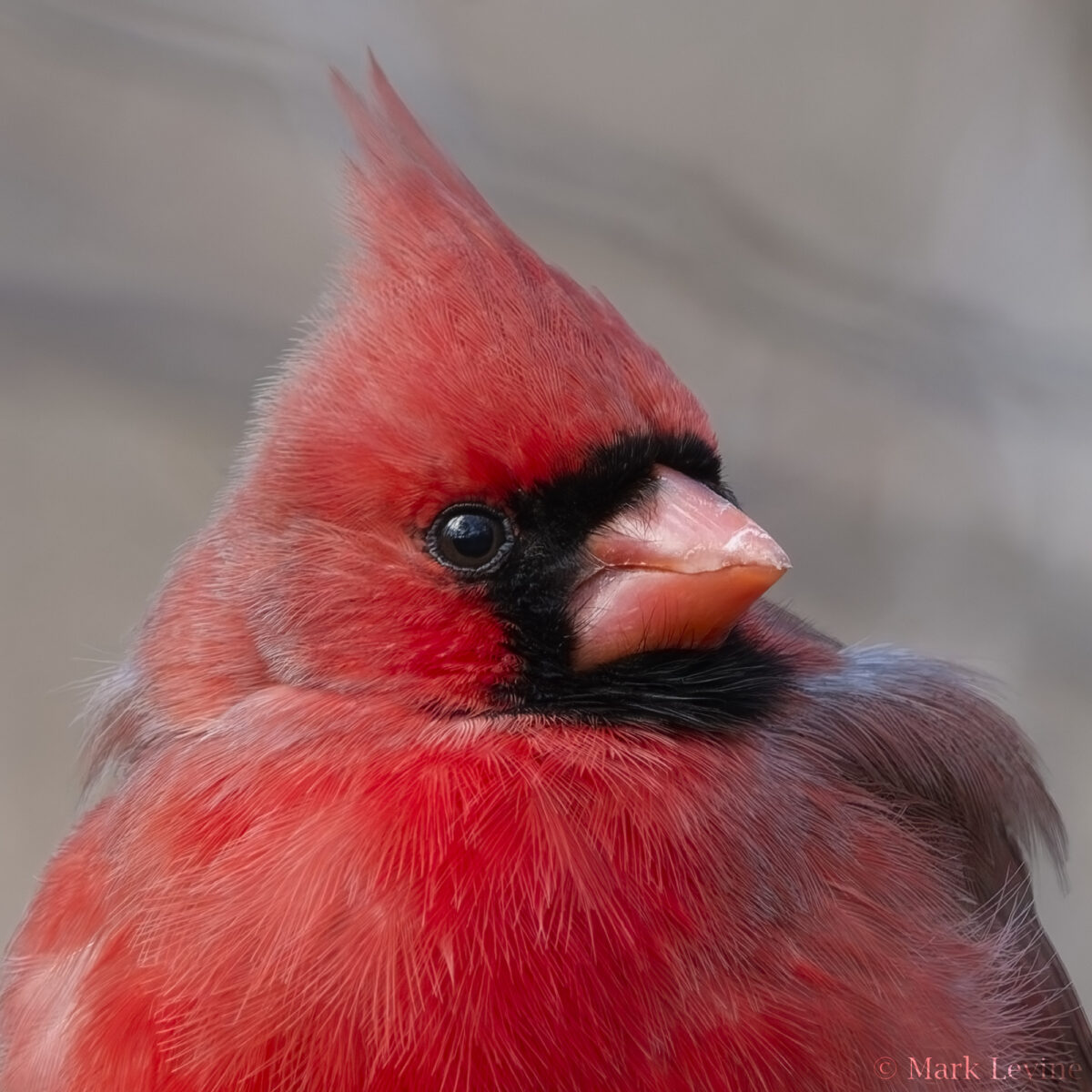 Northern Cardinal
