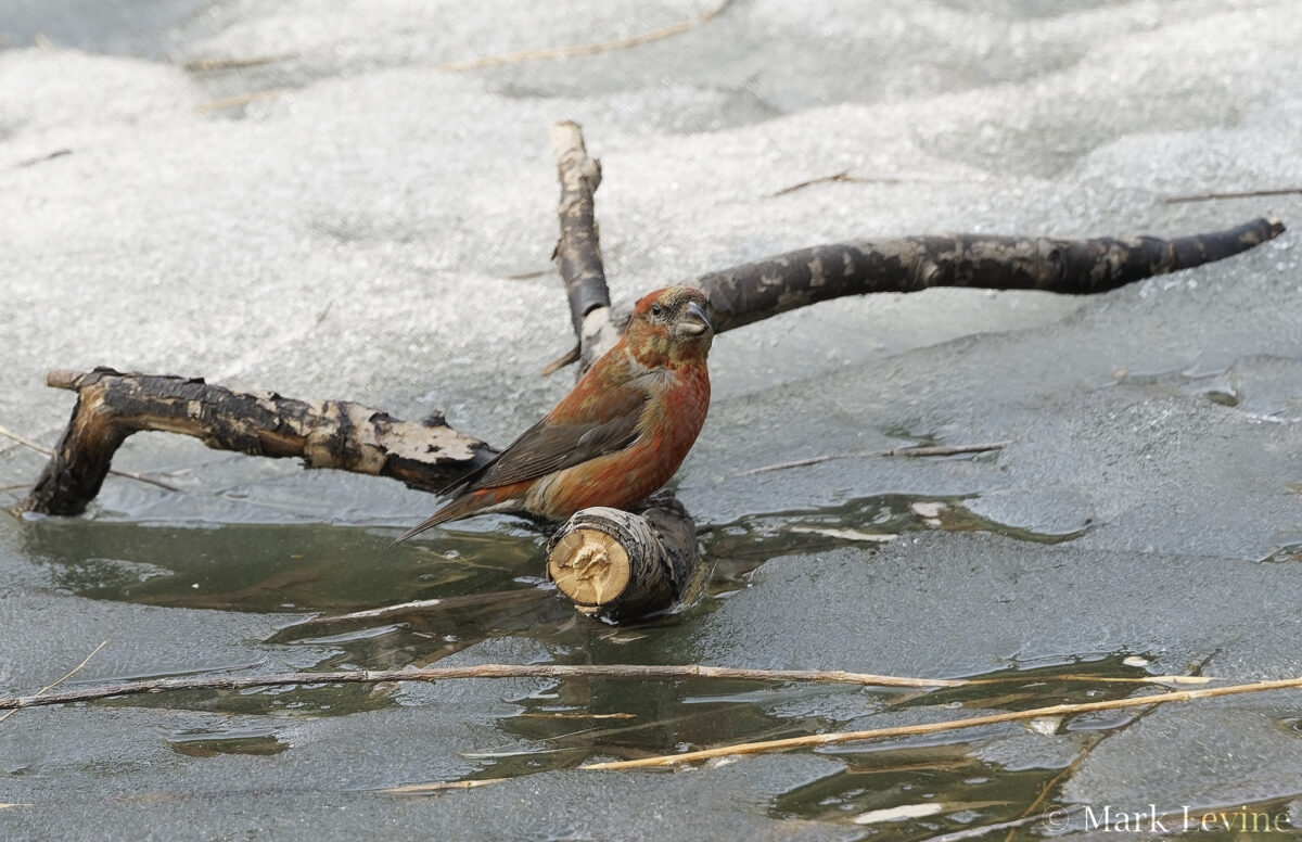 Red Crossbill
