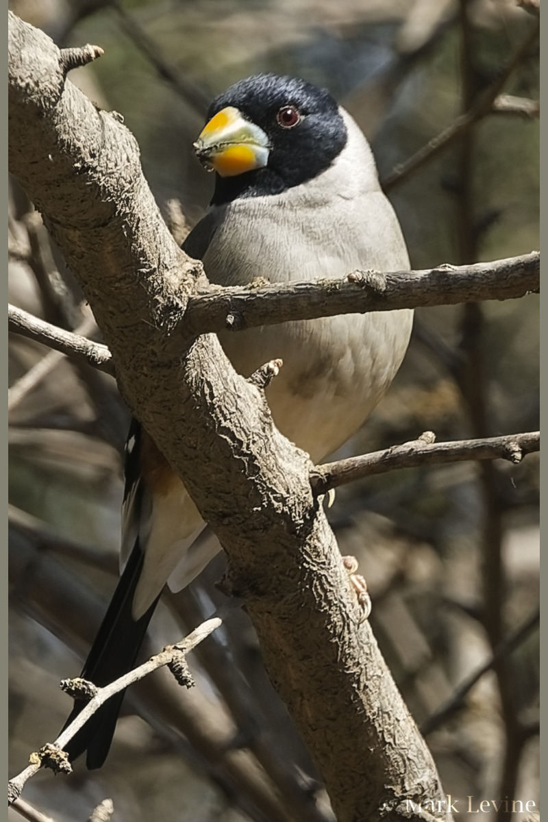 Yellow-billed Grosbeak