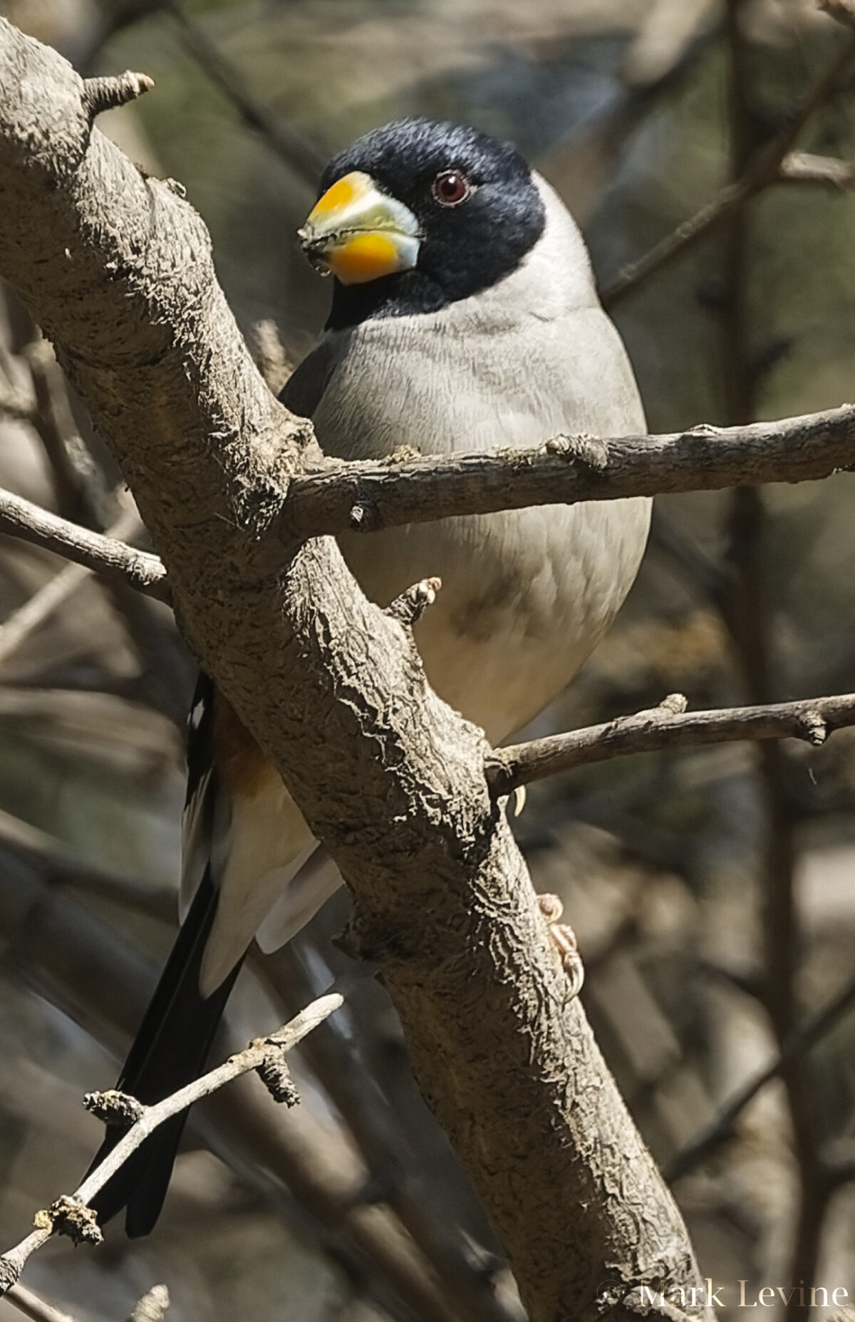 Yellow-billed Grosbeak