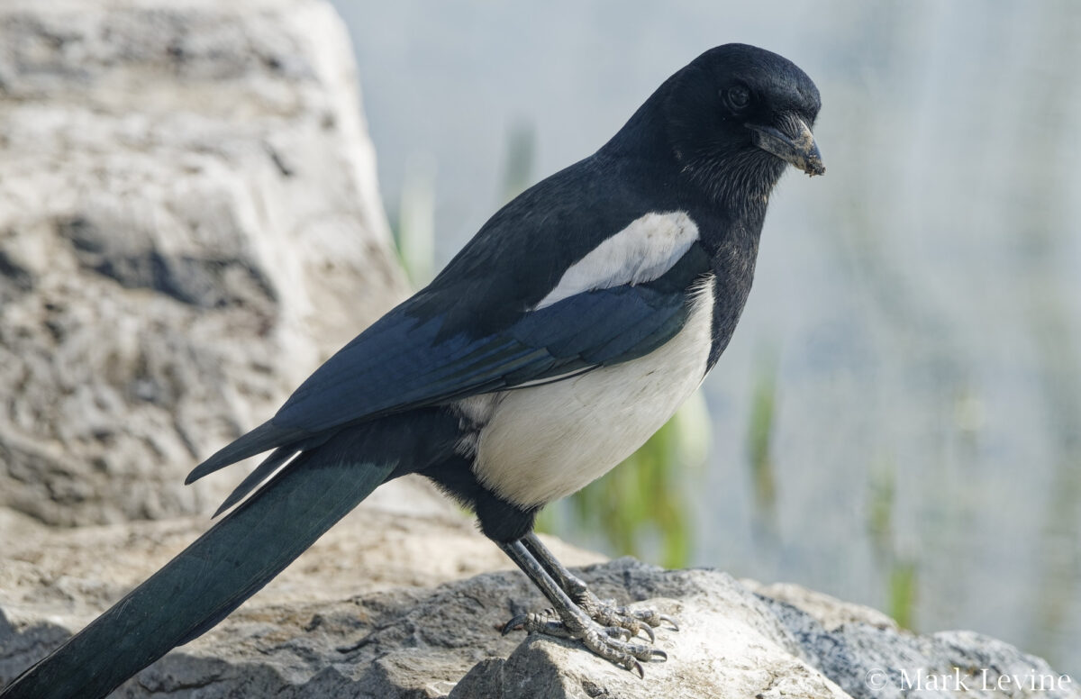 Oriental Magpie