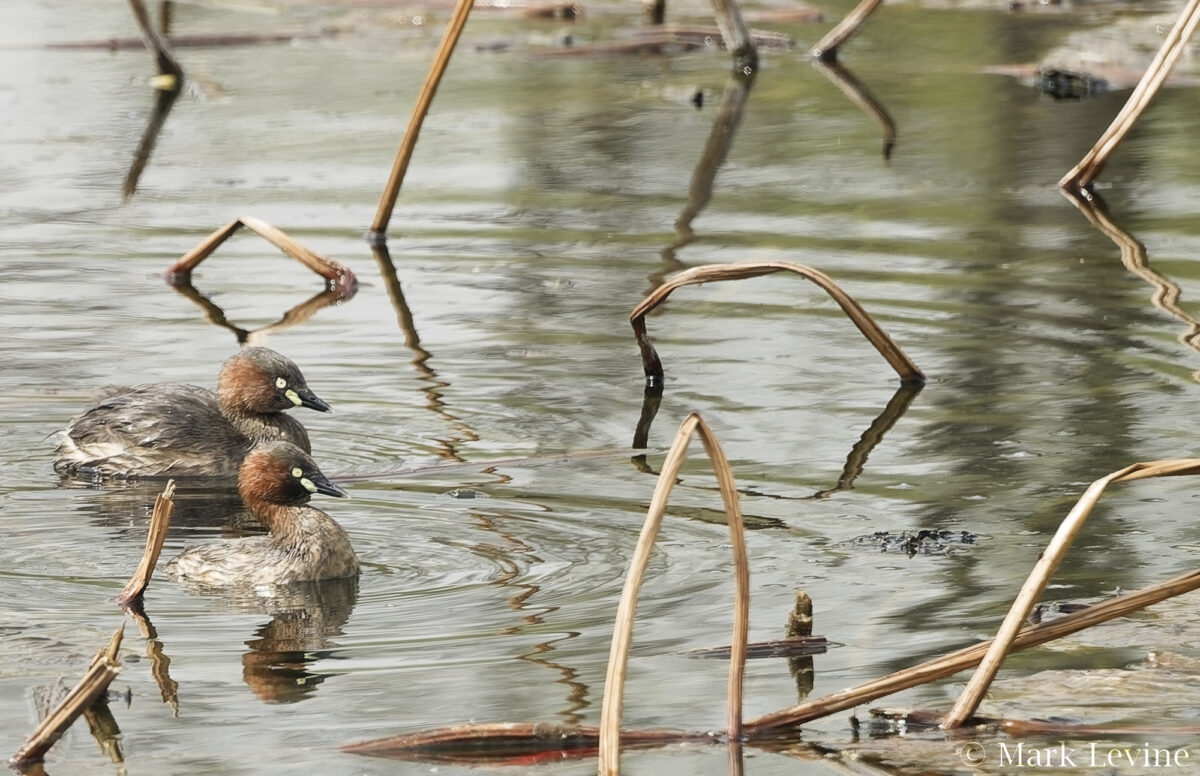 Little Grebe