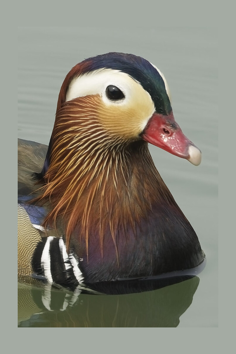 Mandarin Duck