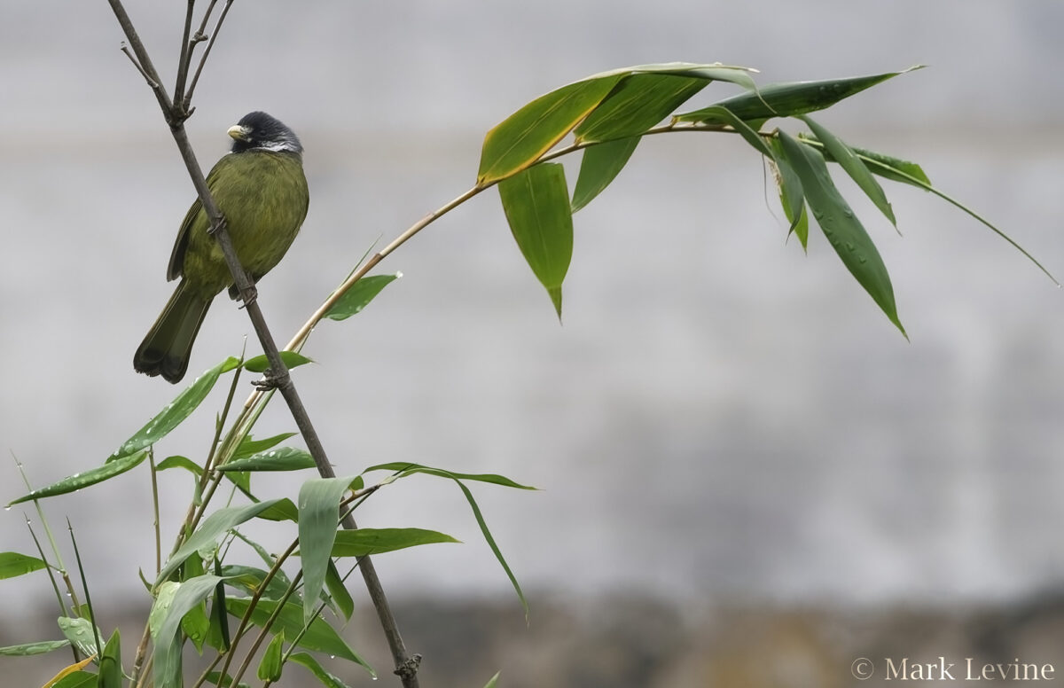 Collared Finchbill