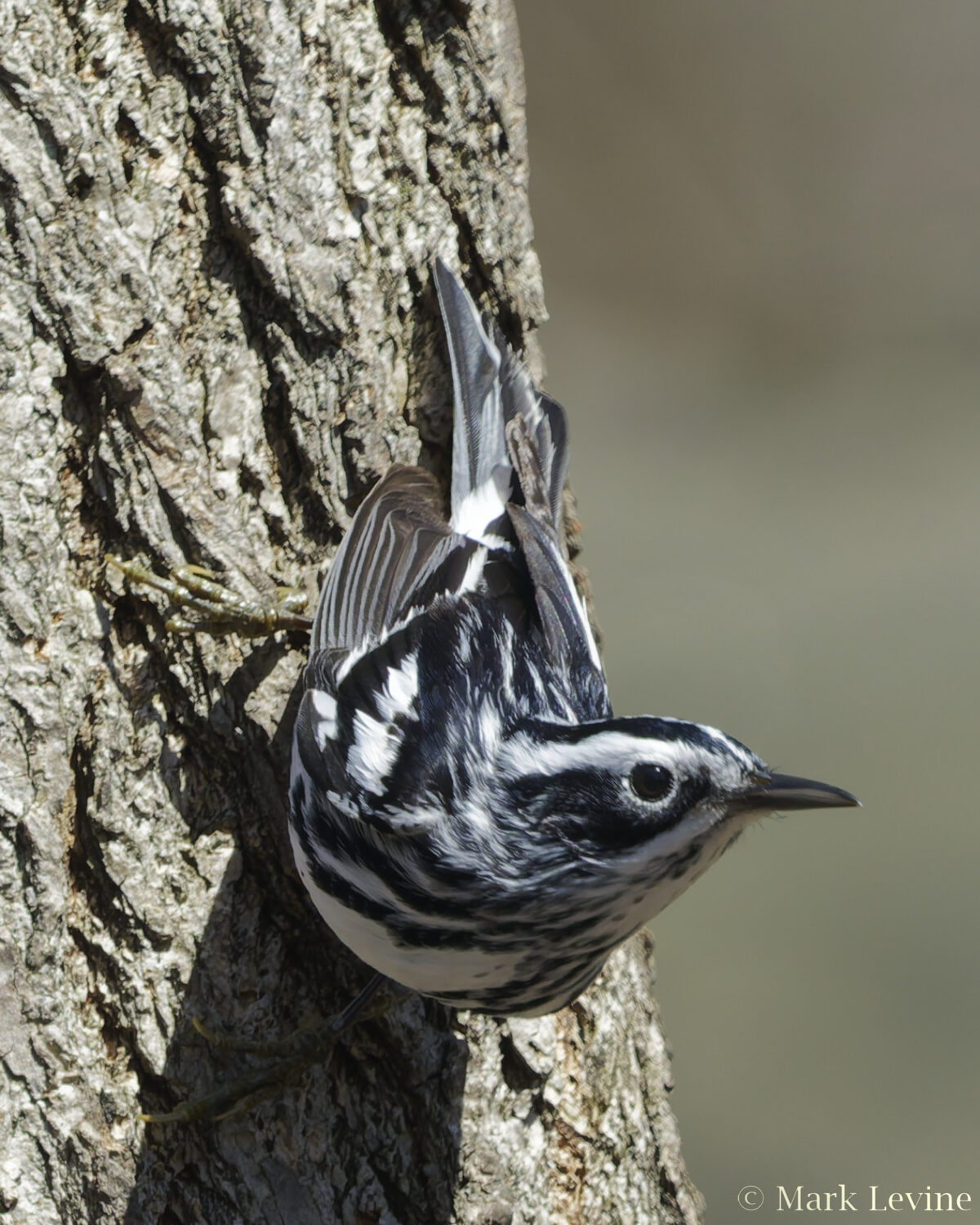 Black-and-White Warbler