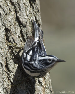 Black-and-White Warbler Black-and-White Warbler
