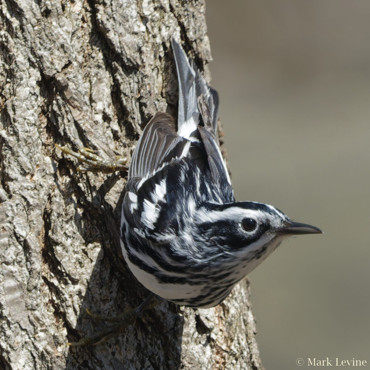 Black-and-White Warbler