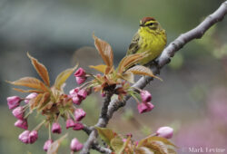 Palm Warbler