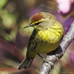 Palm Warbler