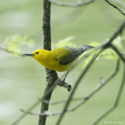 Prothonotary Warbler