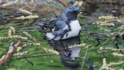 Black-throated Bath