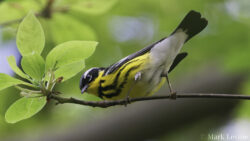 Magnolia Warbler