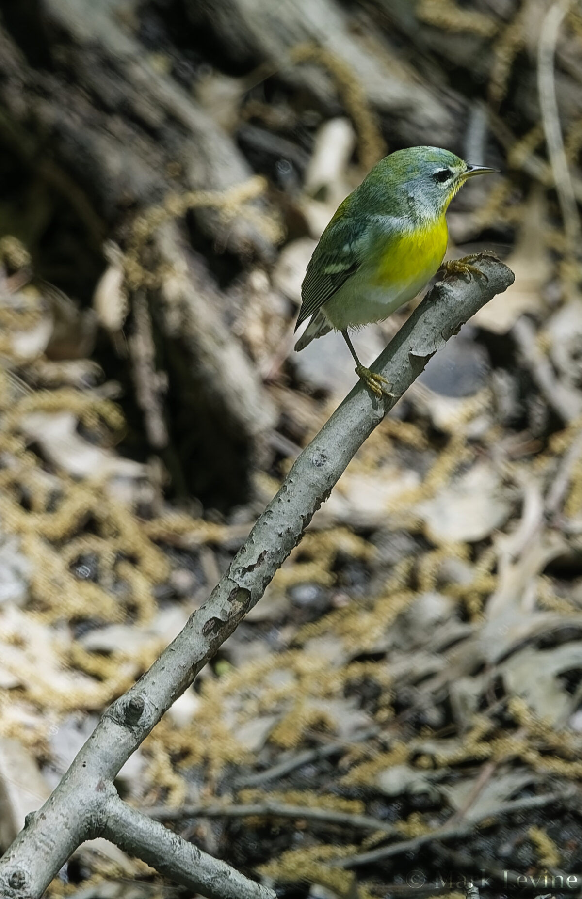 Ground Parula
