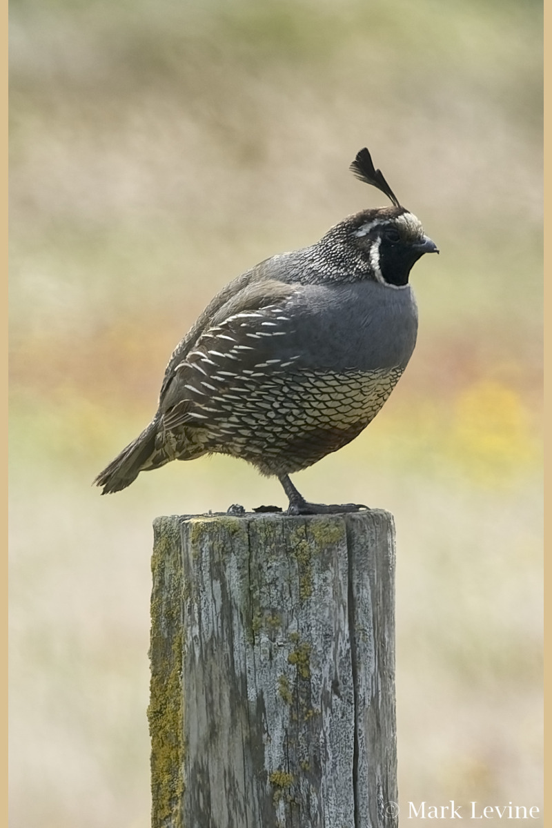 California Quail