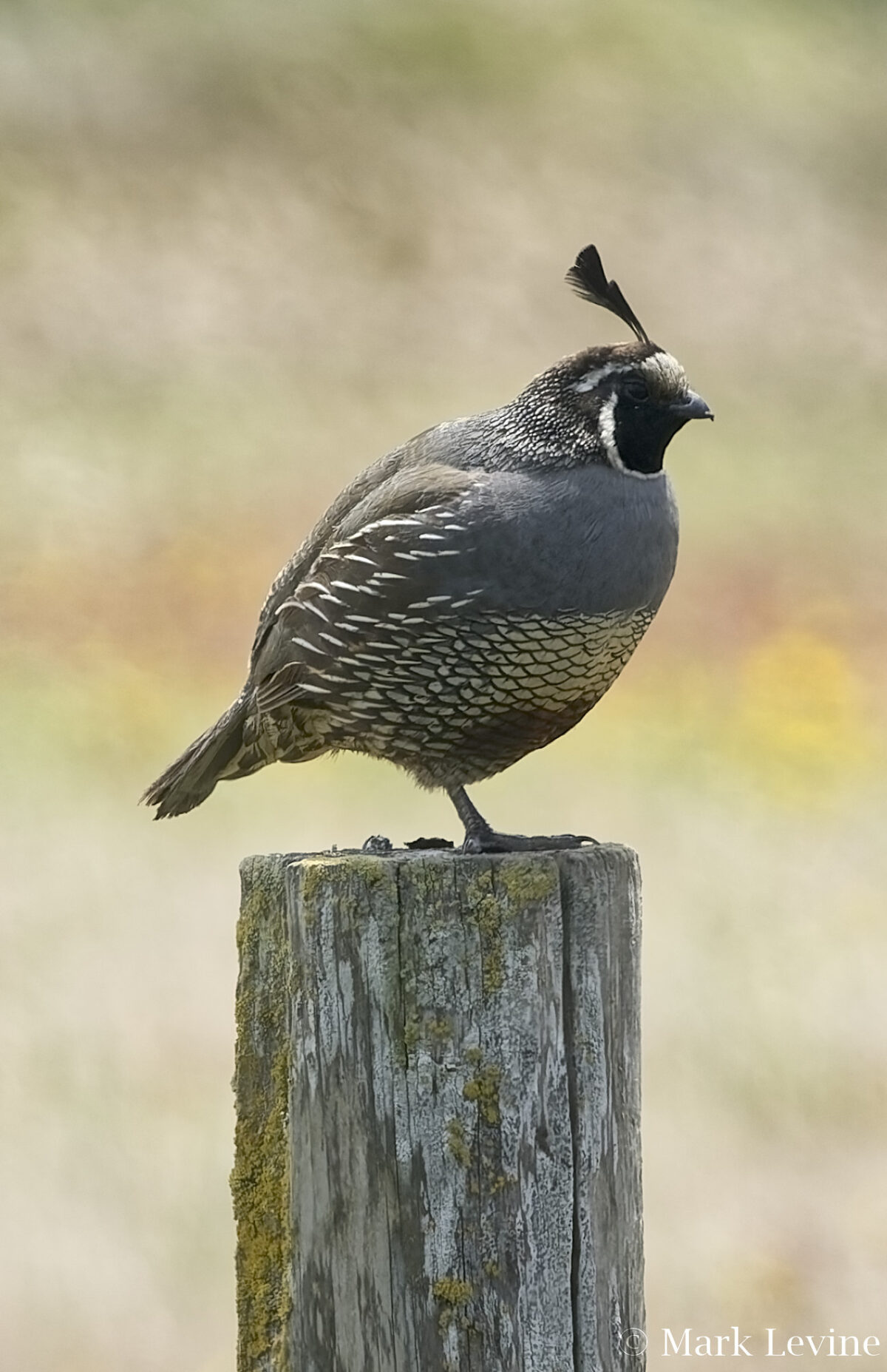 California Quail