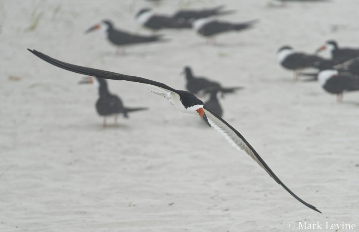 American Oystercatcher above