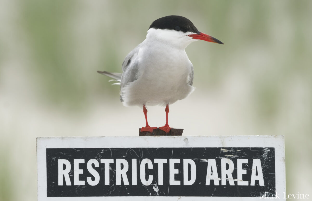 Common Tern
