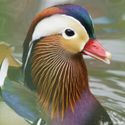 Mandarin Duck