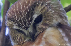 Northern Saw-whet Owl 3897420143