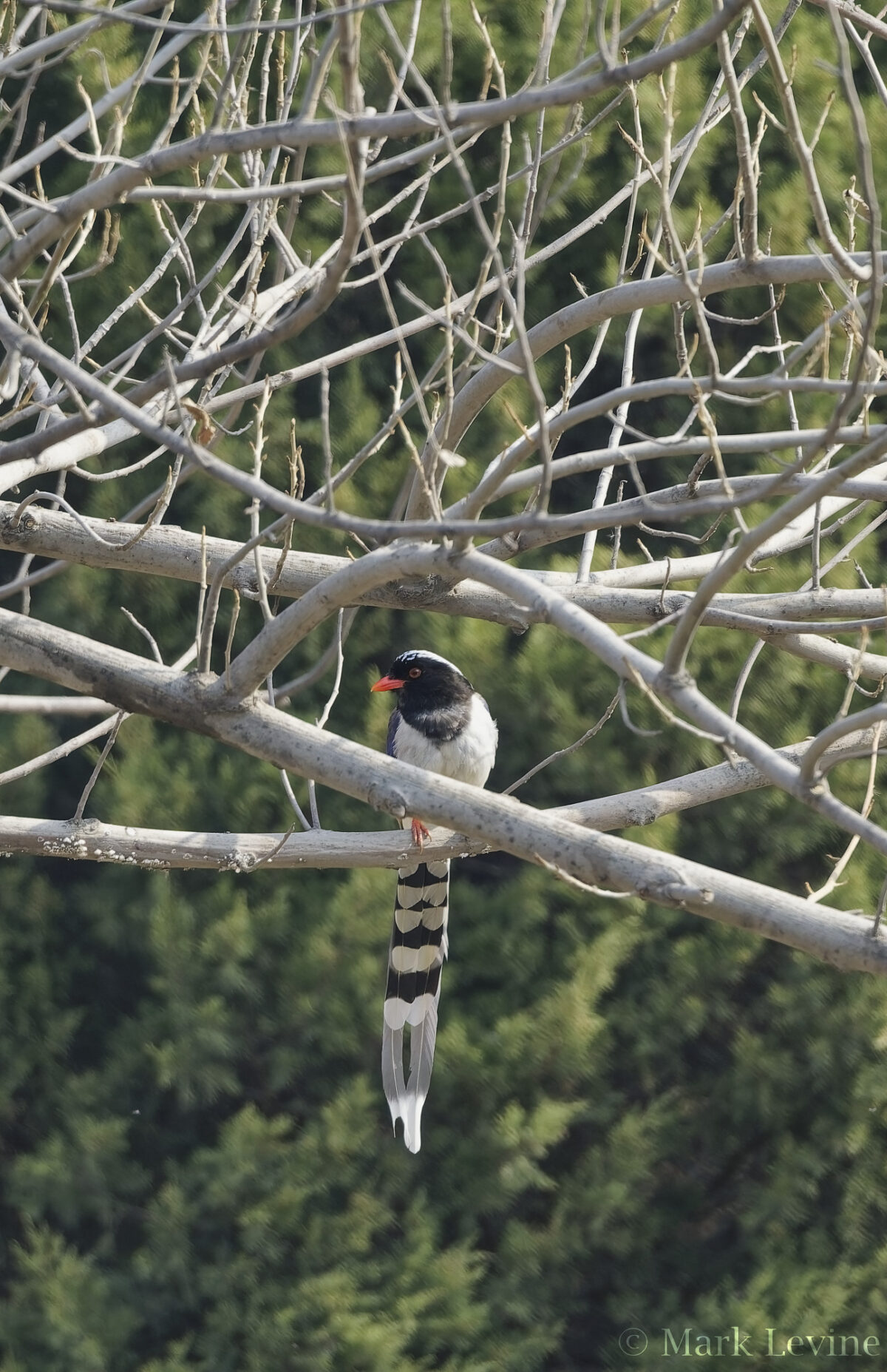 Red-billed Blue-magpie