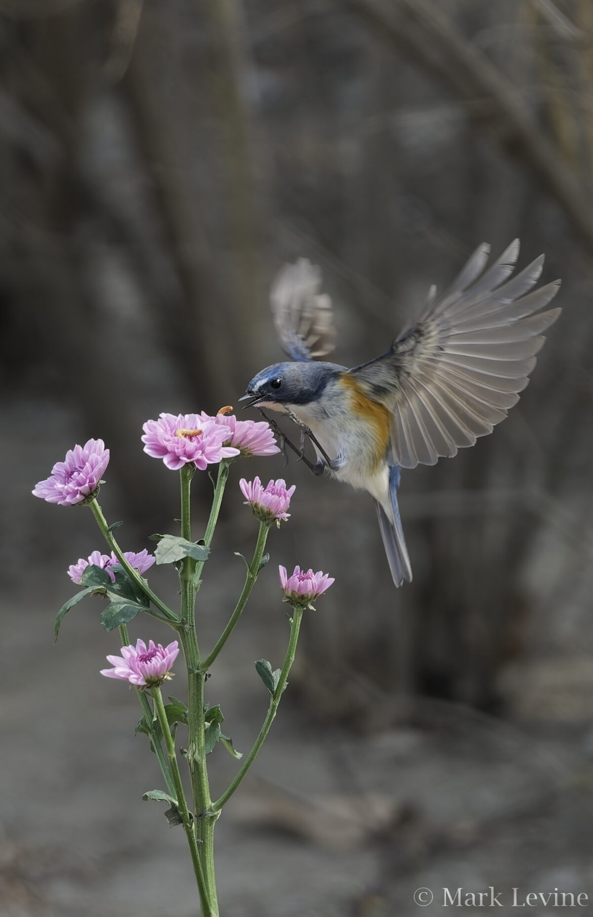 Red-flanked Bluetail