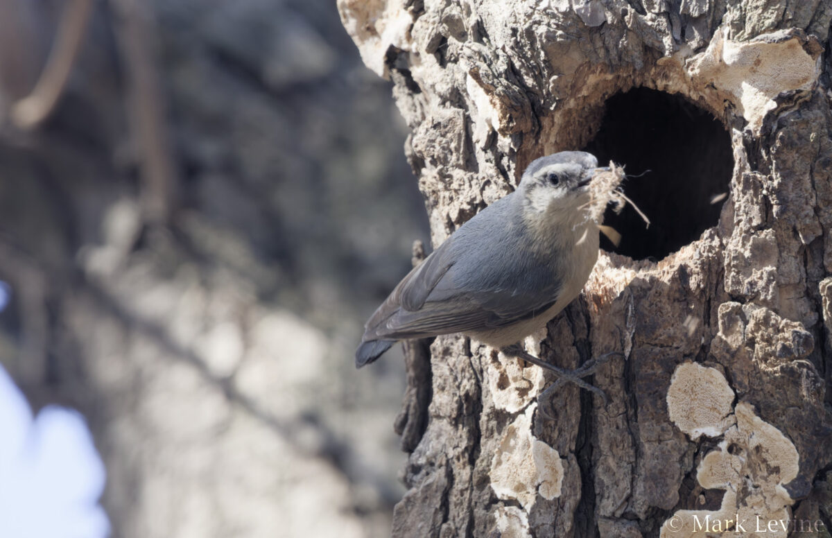 Snowy-browed Nuthatch