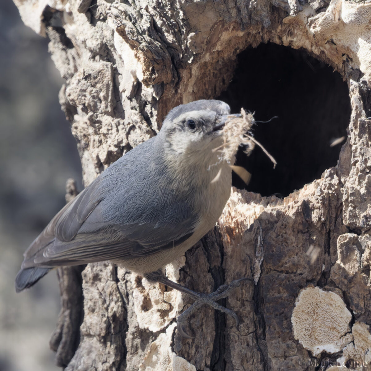 Snowy-browed Nuthatch