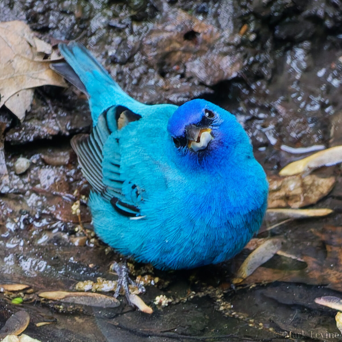 Indigo Bunting